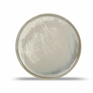 Assiette plate 22.5cm green Usko F2D